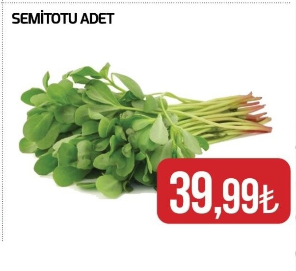 Semıtotu Adet