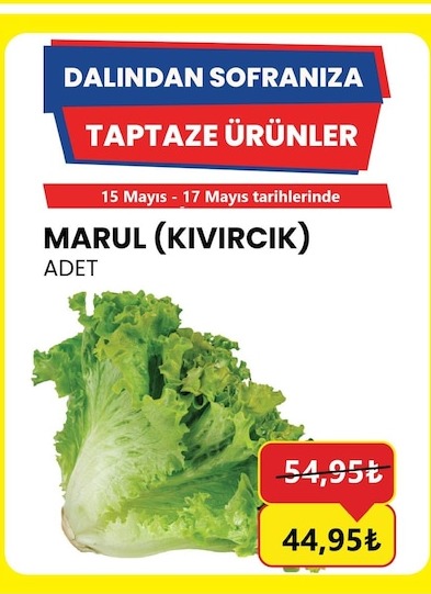 Marul Kibricik Adet