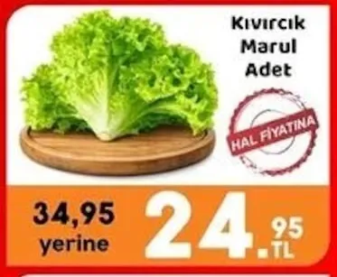 Kıvırcık Marul Adet