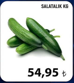 Salatalık Kg
