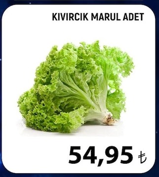 Kıvırcık Marul Adet