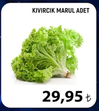 Kivircik Marul Adet