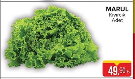 Marul Kıvırcık Adet