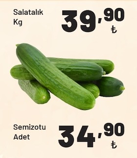 Salatalik Kg