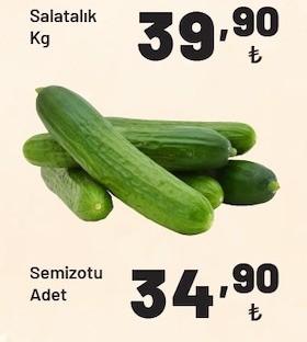 Salatalık Kg