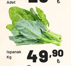 Ispanak Kg
