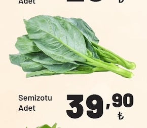 Semizotu Adet
