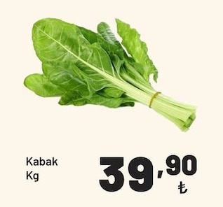 Kabak Kg