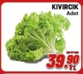 Kıvırcık Adet