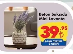Beton Saksıda Mini Lavanta