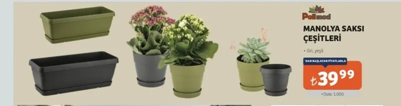 Manolya Saksı Çeşitleri