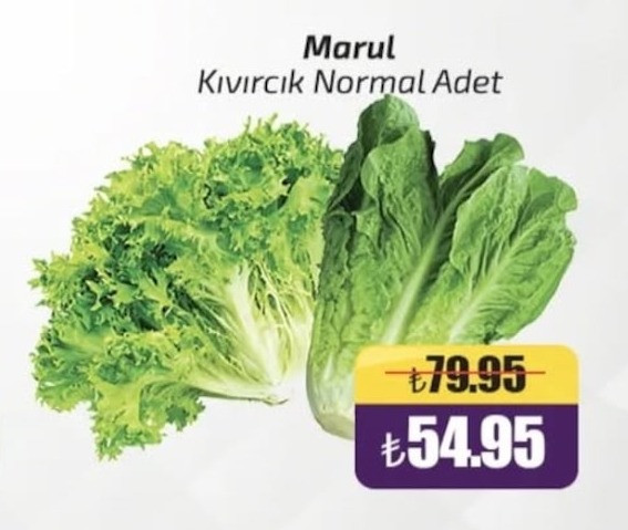 Marul Kıvırcık Normal Adet