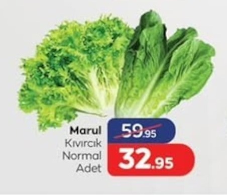 Marul Kıvırcık Normal Adet